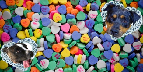 valentinepups
