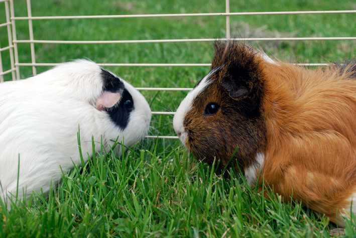 guinea pigs